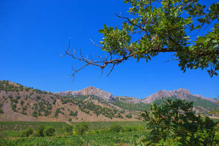 Crimea mountain landscape with vineyardの写真素材
