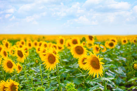 yellow sunflowers field under cloudy sky