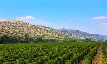 Crimea vineyard against mountains in summerの写真素材