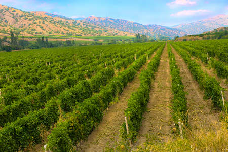 Crimea vineyard against mountains in summerの写真素材