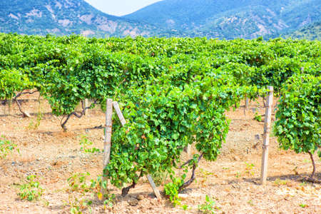 Crimea vineyard against mountains in summerの写真素材