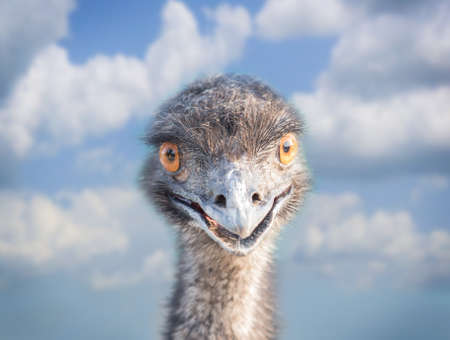 head of an emu against the cloudy skyの写真素材
