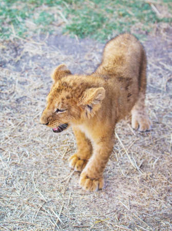 curious young lion goes across the fieldの写真素材