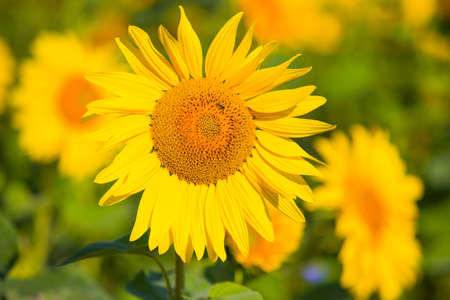sunflower with bee against field sunflowersの写真素材