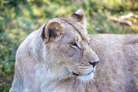 lioness with an open mouth close upの写真素材