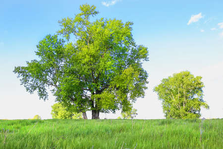summer landscape with tree field the sky and the woodの写真素材