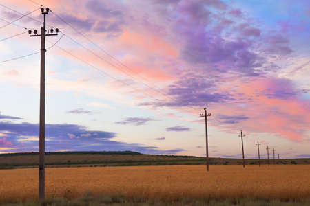 power line in a wheat field at sunsetの写真素材