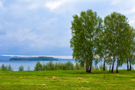 birches on the river bank in the bright summer afternoonの写真素材