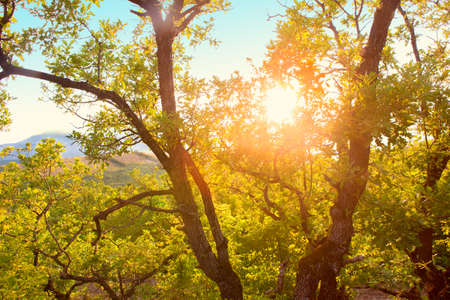 tree an oak on sunset in mountainsの写真素材