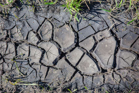 dry cracked black earth with young sprouts of green grass