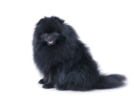 small black German spitz-dog isolated on whiteの写真素材