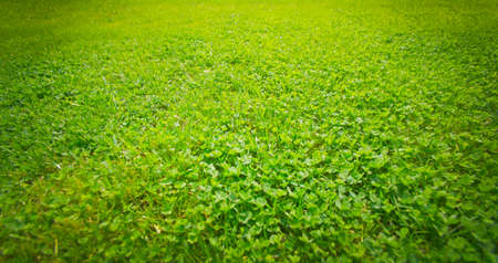 green grass in the summer in field of backgroundの写真素材