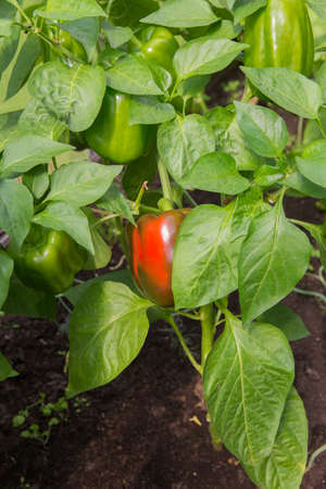 sweet pepper on bush in garden in summerの写真素材