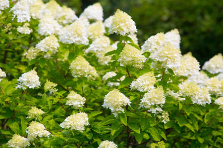 big bush of white blossoming hydrangea
