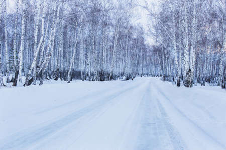 Road to winter birch forest at duskの写真素材
