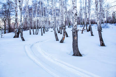 beautiful winter snow-covered birch forestの写真素材