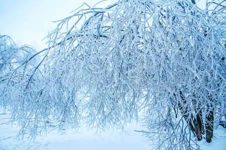winter tree bent over under the weight of ice on branchesの写真素材
