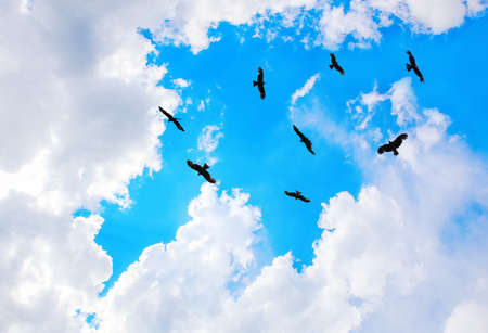 eagles flying in sky in sun beamsの写真素材