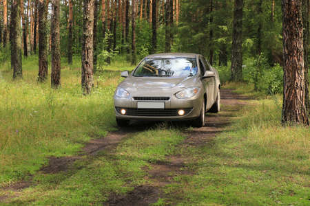 car in pine wood on glade in summerの写真素材