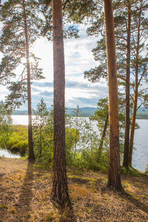 beautiful lakeside with tall pinesの写真素材