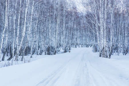 Road to winter birch forest at duskの写真素材