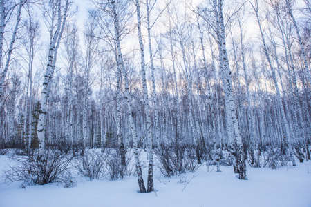 Winter birch forest at duskの写真素材
