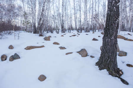 Winter birch forest at duskの写真素材