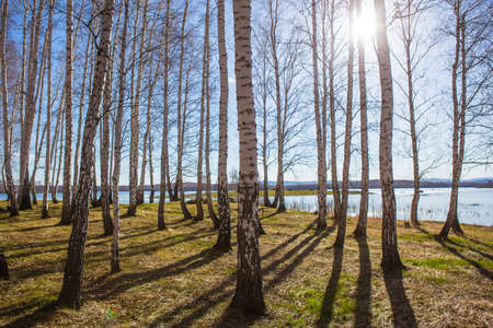 birches on the river bank in the bright summer afternoonの写真素材