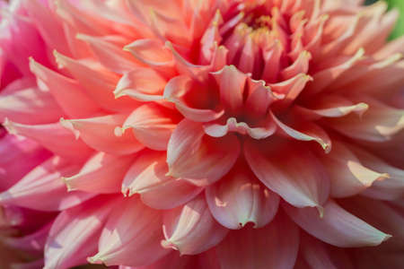 big beautiful pink dahlias in gardenの写真素材
