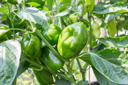 Ripe green pepper on the bushの写真素材