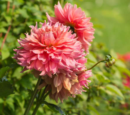 big beautiful pink dahlias in gardenの写真素材