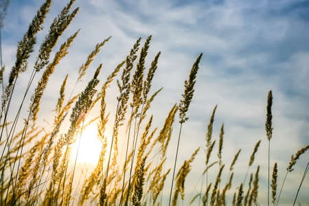 Tall grass in the evening sun against the sky