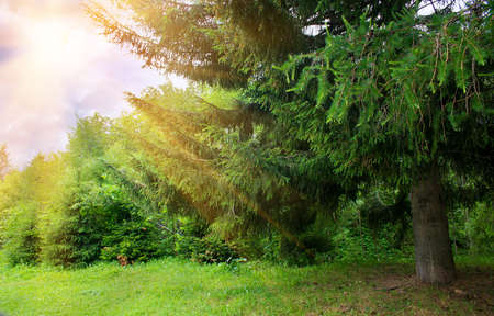 Beautiful summer forest illuminated by the sun