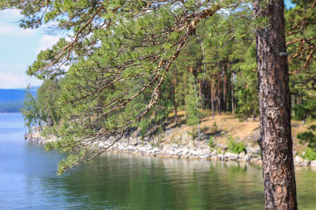 Pine on the shore of a beautiful lakeの写真素材