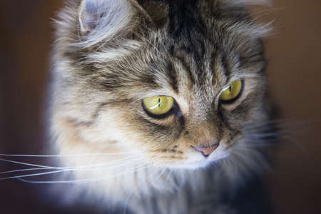 Head of beautiful adult cat close-up