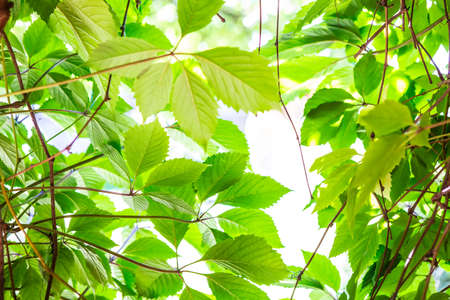 Green leaves in bright light backgroundの写真素材