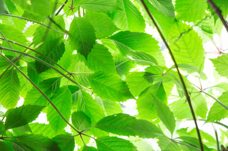 Green leaves in bright light backgroundの写真素材