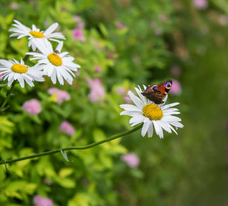 Butterfly on daisies in garden in spring bedの写真素材