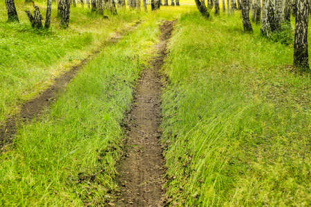path in beautiful summer birch forestの写真素材