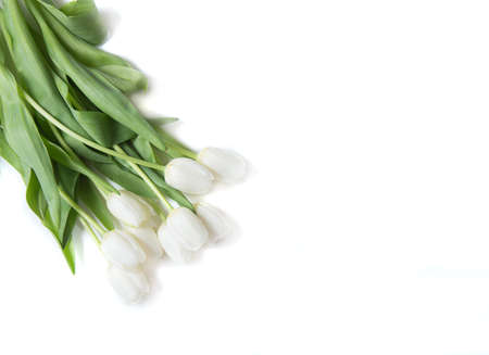White tulips on white background with place for textの写真素材