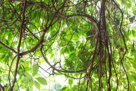Green leaves in bright light backgroundの写真素材