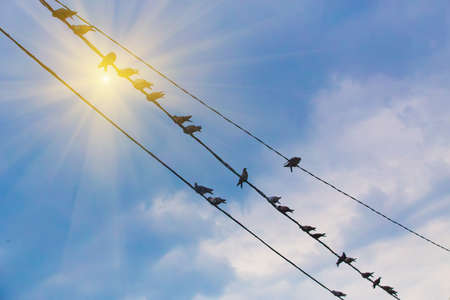 pigeons on wire against solar skyの写真素材