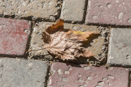 Dry autumn maple leaf on pavement tileの写真素材