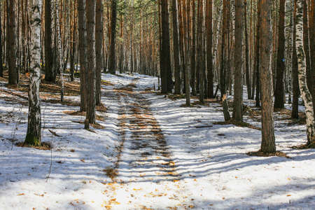 beautiful winter forest with a path in the sun