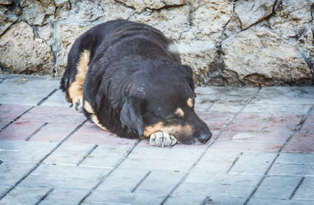 A homeless dog lies and sleeps on the pavement. Closeupの写真素材