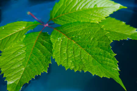 wild grape leaf on dark blue background. Isolated