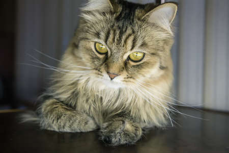 Cute kitty with yellow-green eyes lies on the floor. Closeup.の写真素材