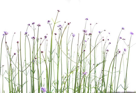 Purple flowers on thin stems. Nature. Isolated.の写真素材