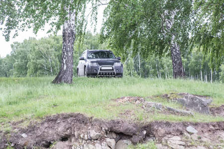 Car is parked in forest between two birches.