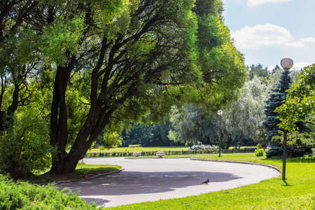 Walkway in a beautiful Park with large trees in summerの写真素材
